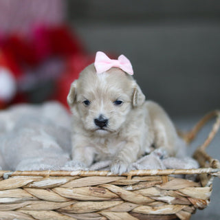 Giselle - Available 3/19