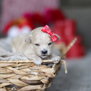 Gianna - Available 3/19