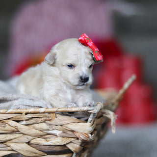 Gianna - Available 3/19