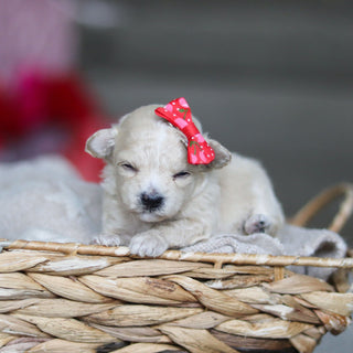 Gianna - Available 3/19