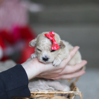 Gianna - Available 3/19