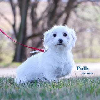 Patrick - Available 1/8