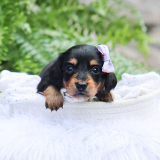Janie - Available 8/6