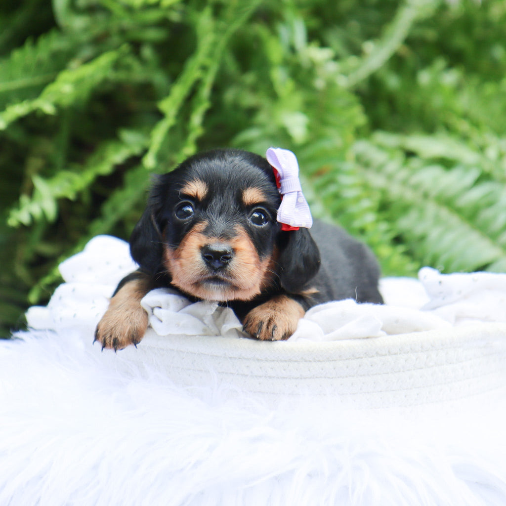 Janie - Available 8/6