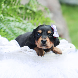 Janie - Available 8/6