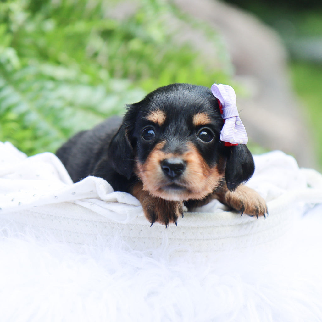 Janie - Available 8/6