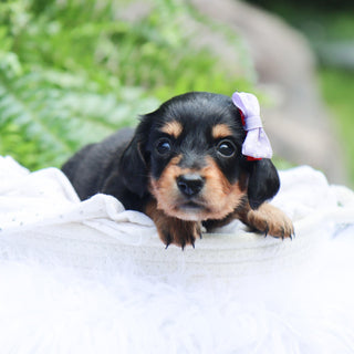 Janie - Available 8/6