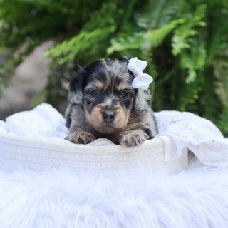 Betsy - Available 8/6