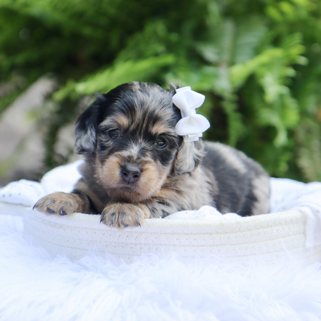 Betsy - Available 8/6