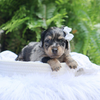Betsy - Available 8/6