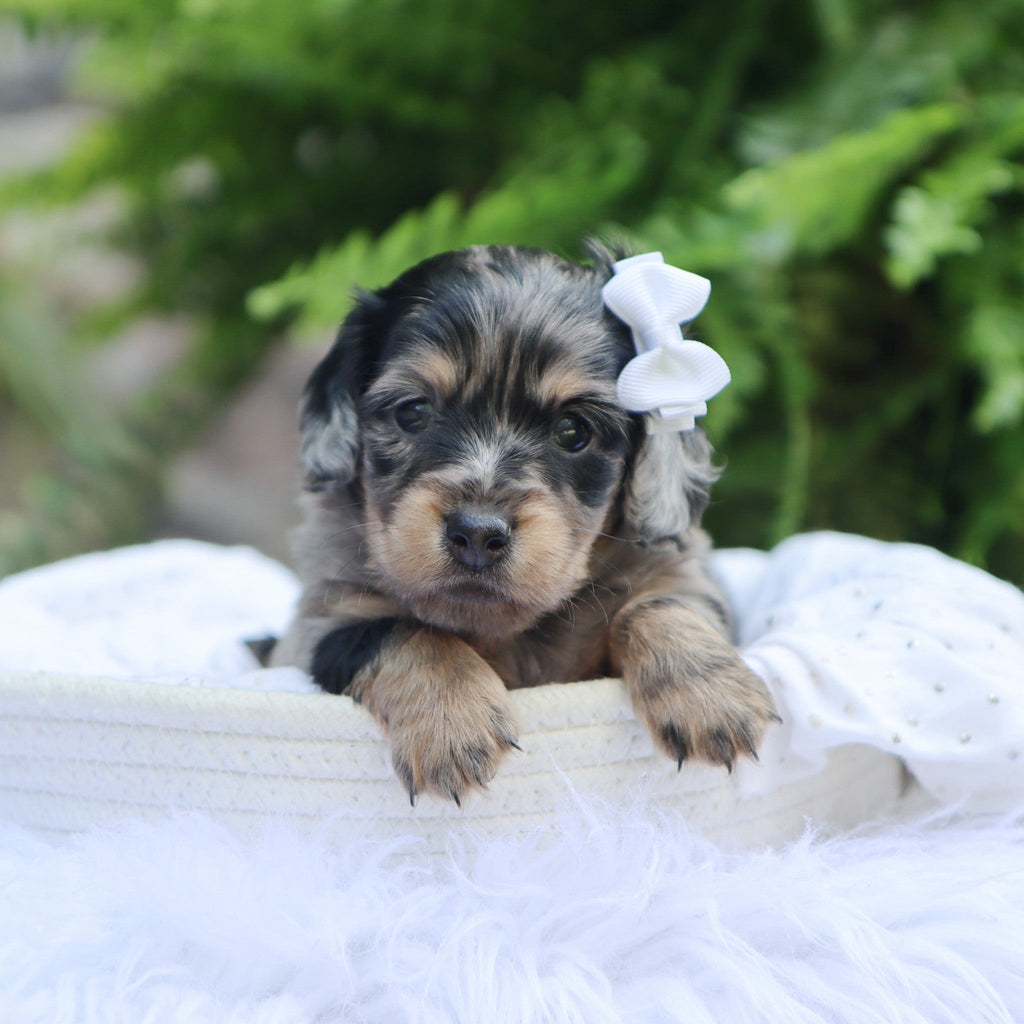Betsy - Available 8/6