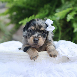 Betsy - Available 8/6