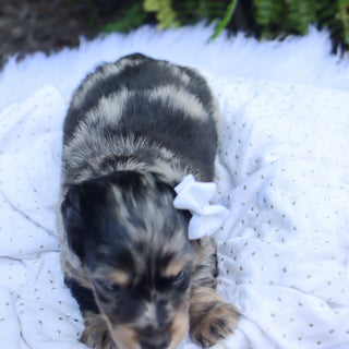 Betsy - Available 8/6