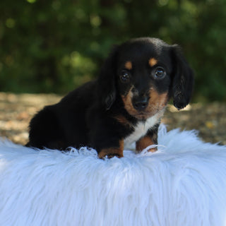 Annabelle - Available Now
