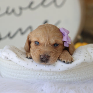 Carmel - Available Now