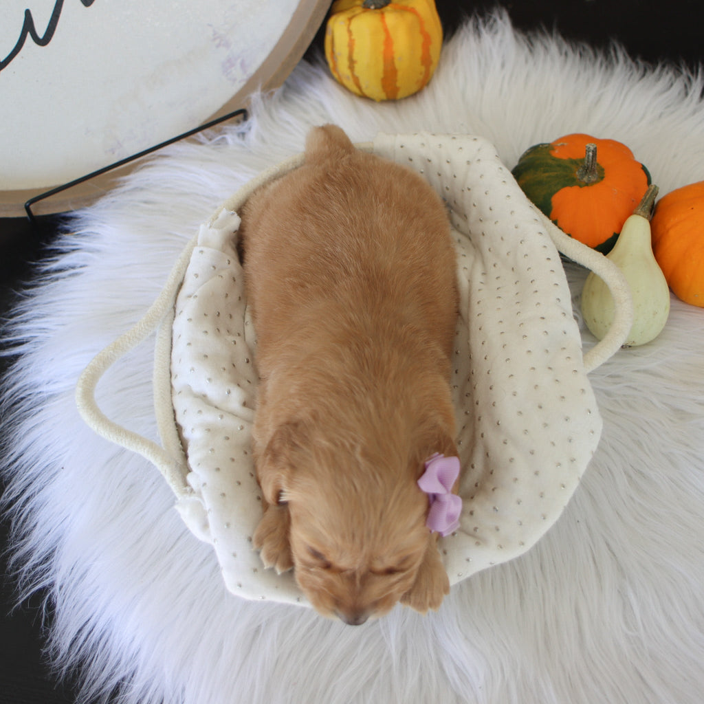 Carmel - Available Now