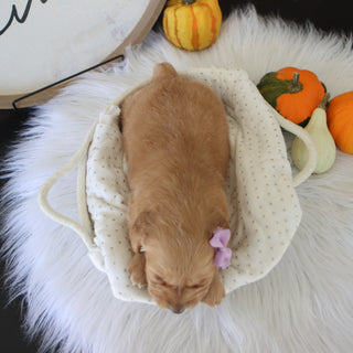 Carmel - Available Now