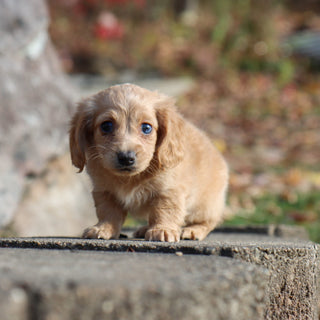 Carmel - Available Now