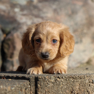 Carmel - Available Now