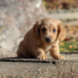 Carmel - Available Now