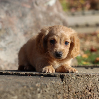 Carmel - Available 11/19