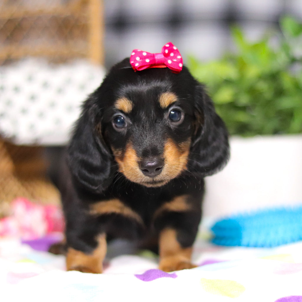 Odessa - Available 3/5