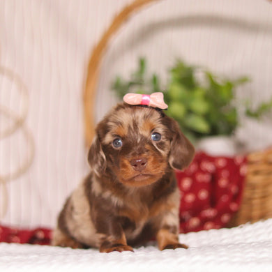 Cocoa - Available 4/23