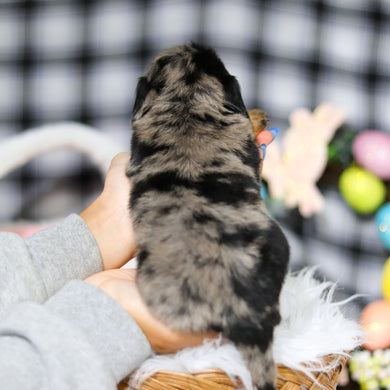 Annie - Available 5/7