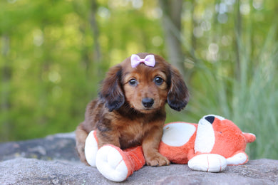 Cici - Available 5/21