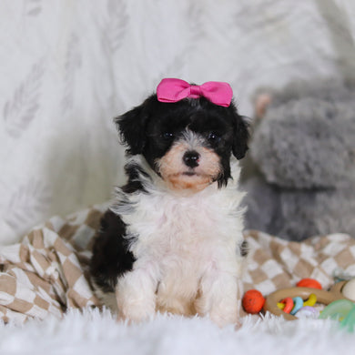 Rosalind - Available 3/12