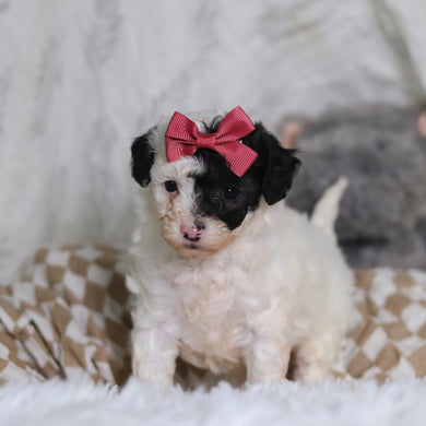 Chanel - Available 3/12