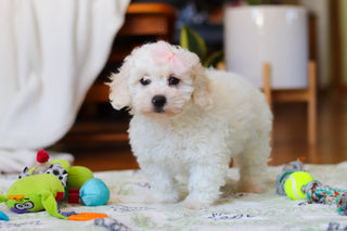 Hermione - Available Now