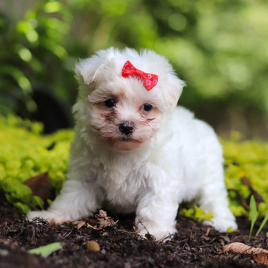 Shelby - Available 7/2