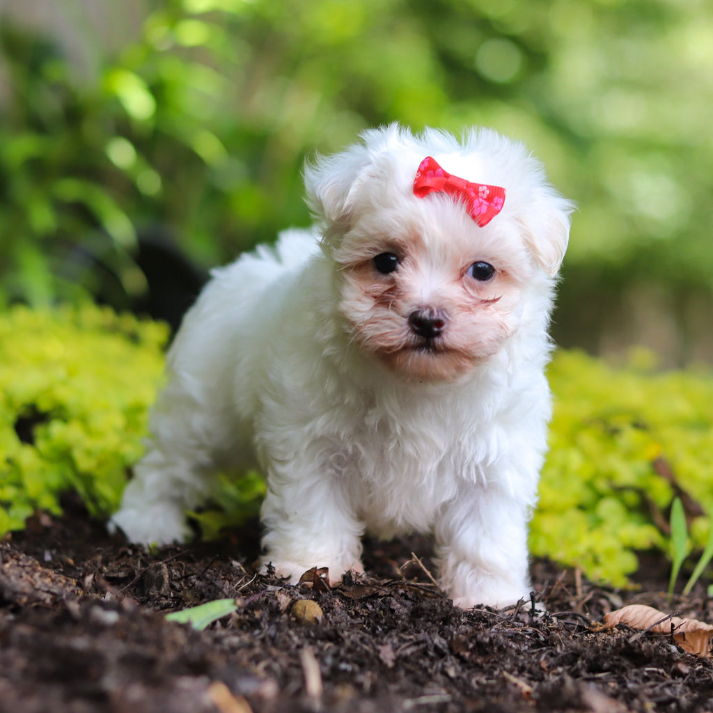 Shelby - Available 7/2