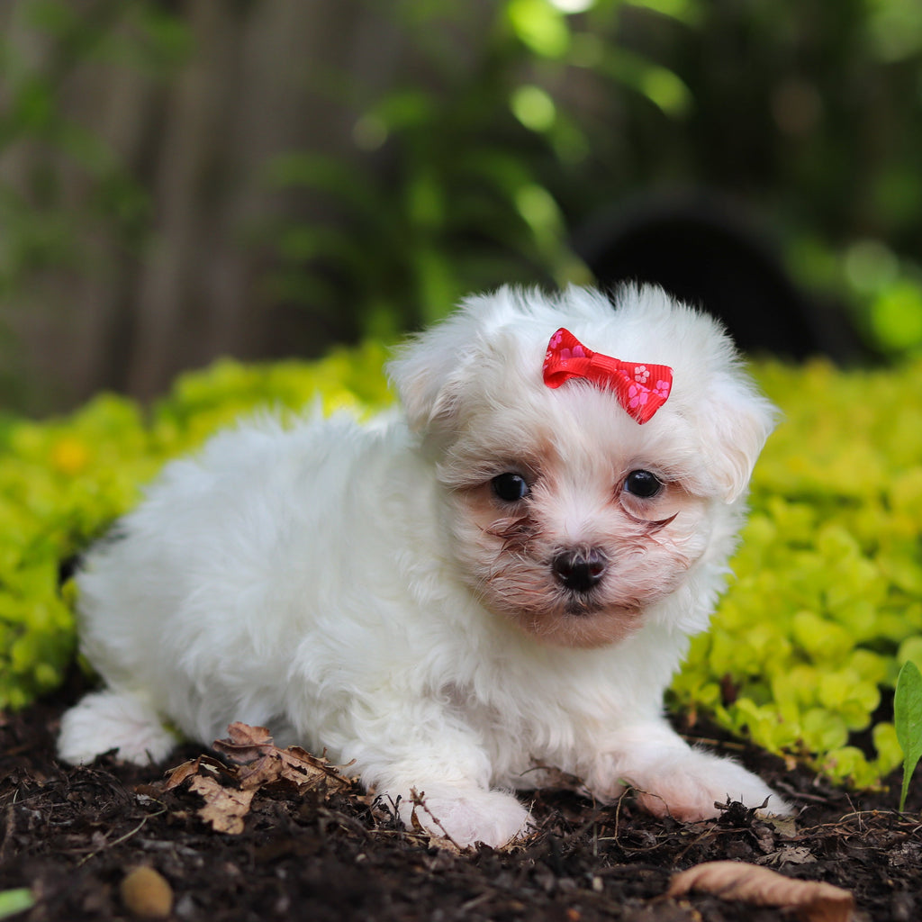 Shelby - Available Now