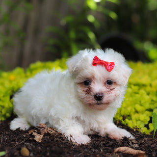 Shelby - Available 7/2