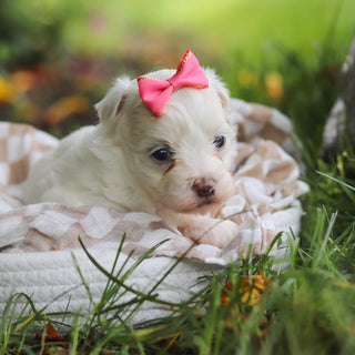 Shelby - Available 7/2