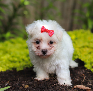 Shelby - Available 7/2