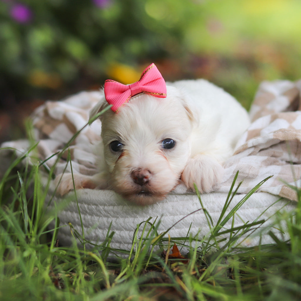 Shelby - Available 7/2