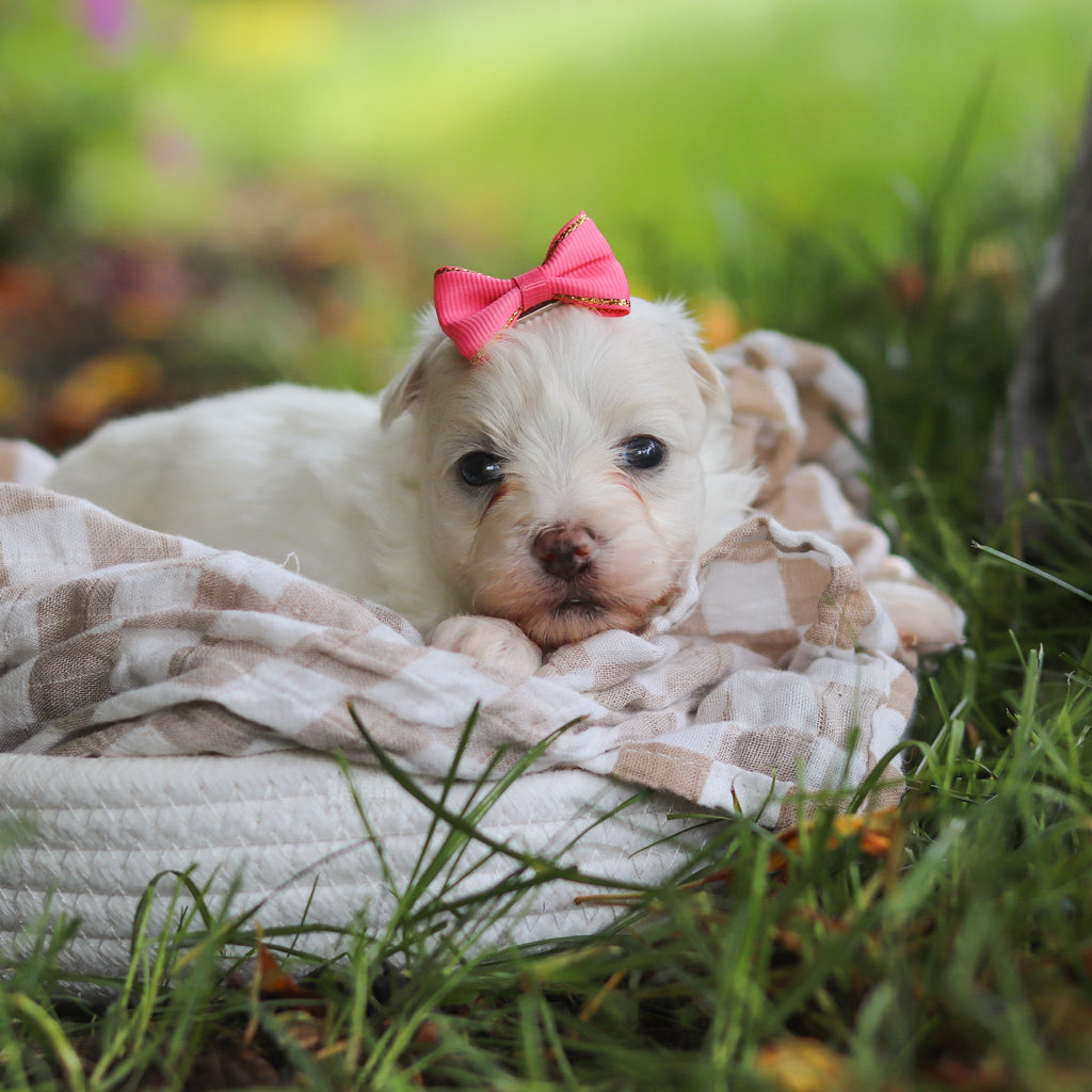 Shelby - Available 7/2