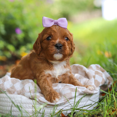 Polly - Available 7/2