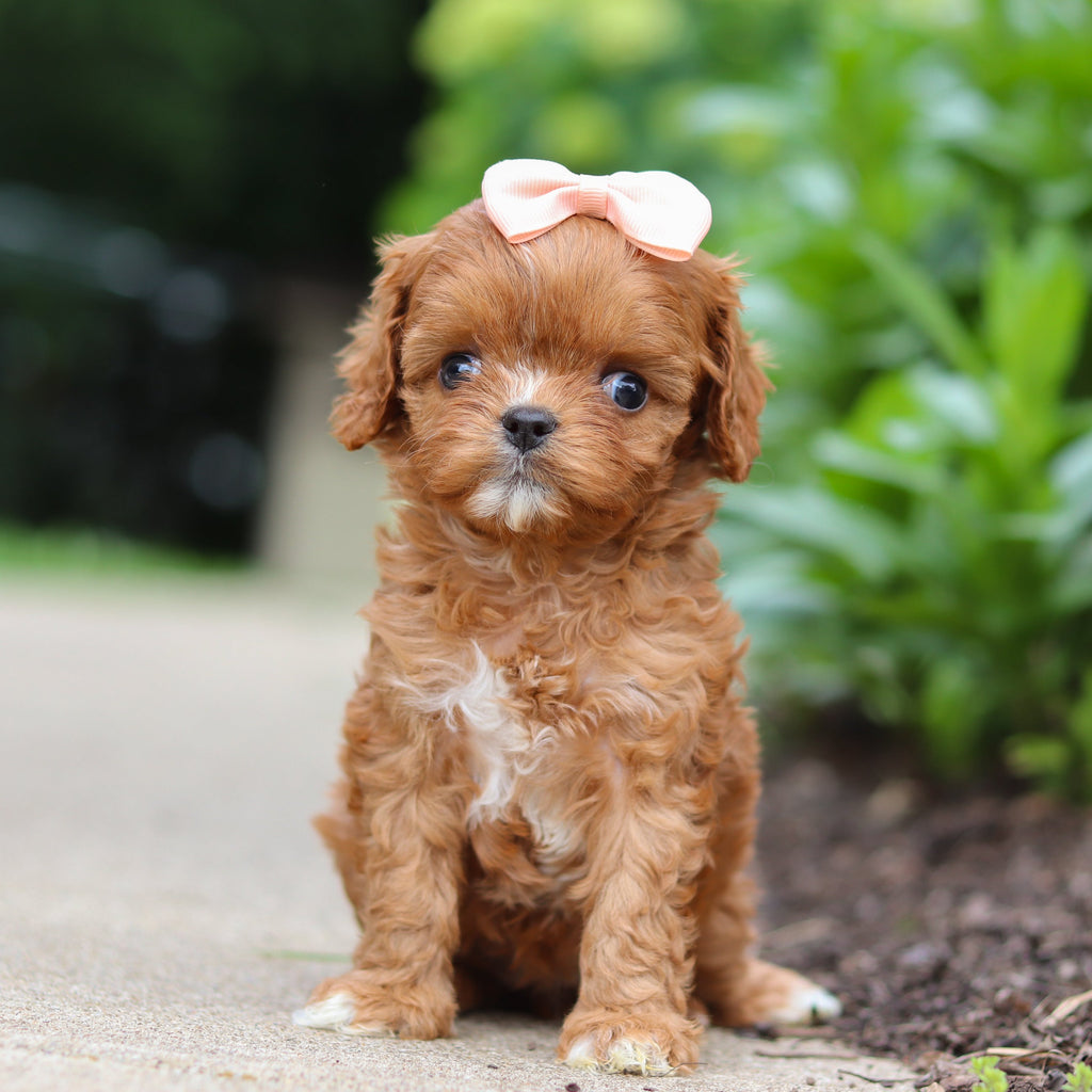 Peppa - Available 7/2