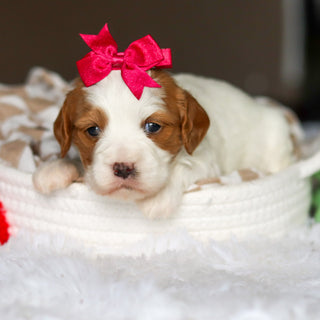 Dotty - Available 6/4