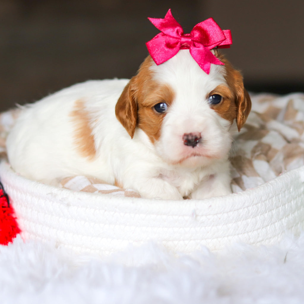 Dotty - Available 6/4