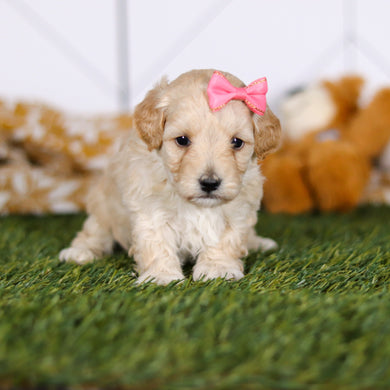 Teenie - Available 4/23