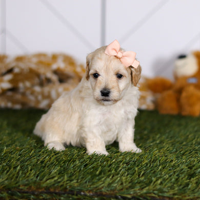 Twila - Available 4/23