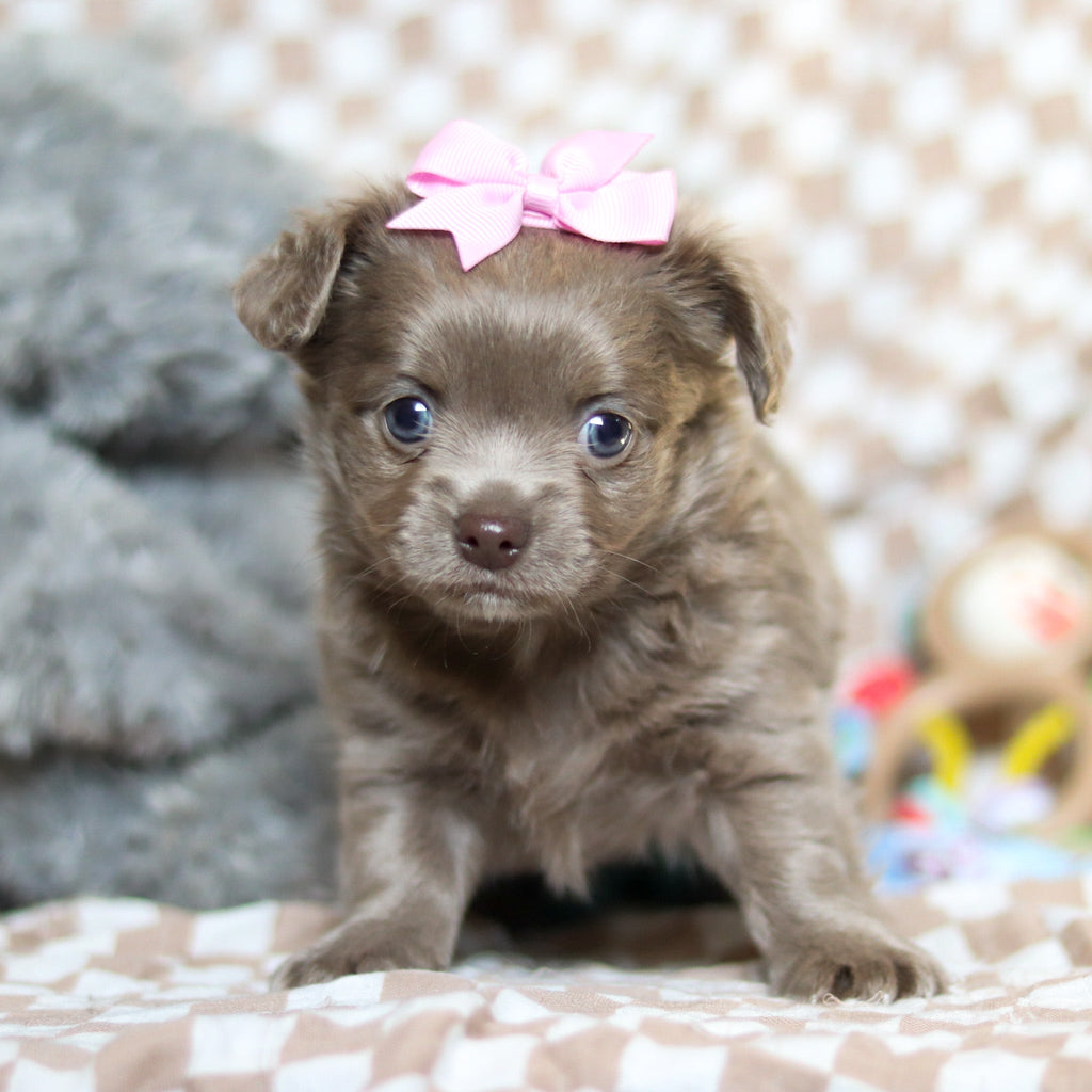 Gizmo - Available 5/14