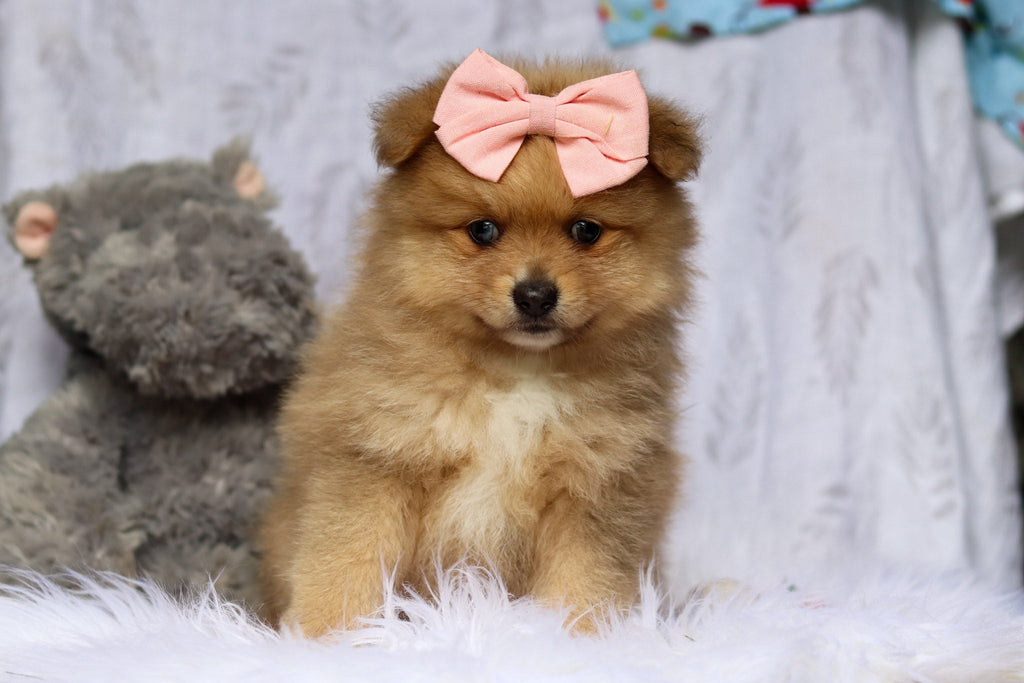 Tortellini - Available Now