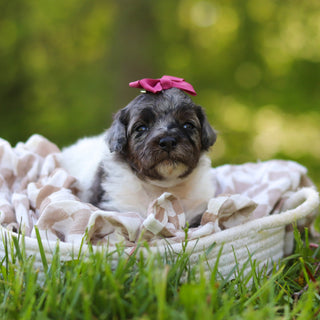 Franny - Available 6/18