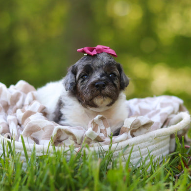 Franny - Available 6/18